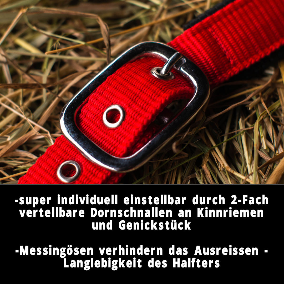 Halfter 2-Fach verstellbar mit Dornschnallen